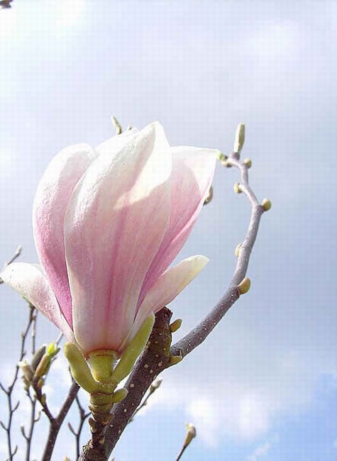 n_magnolia 0781.jpg